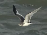 Vorkstaartmeeuw [Xema sabini] - Zuiderhavenhoofd Scheveningen Zuid-Holland (30okt2025)    